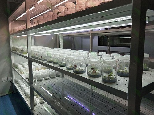 丰县植物组织培养实验室设计建设方案